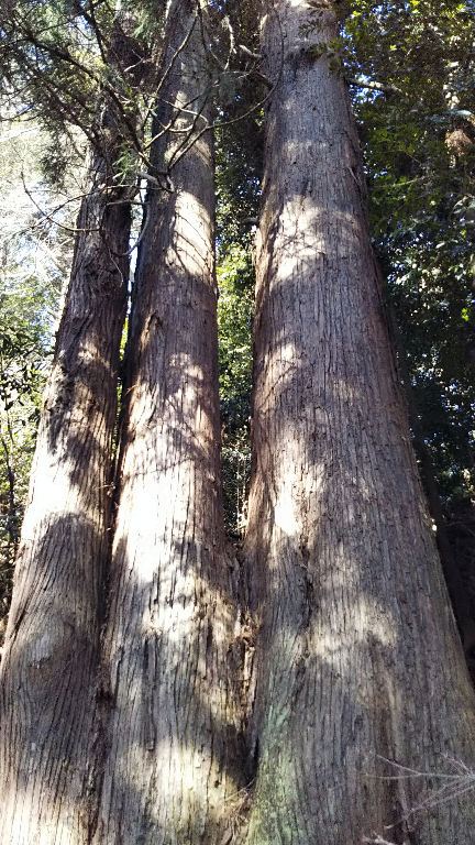 giant cedar.jpg